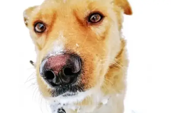 Найдена собака в Коломне: ищем хозяина или новый дом!