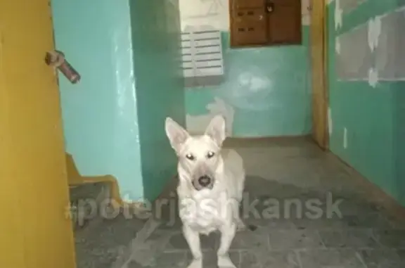 Найдена собака в Ленинском районе, улица Широкая