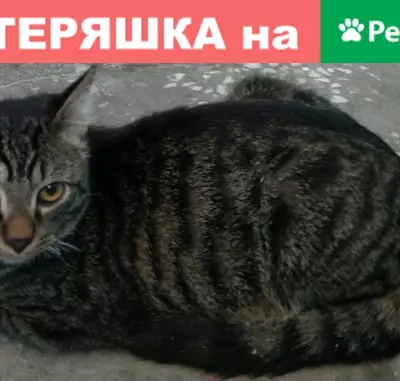 Найдена кошка на ул. Республики, 183