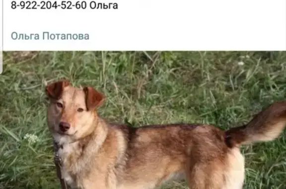 Пропала собака на ул. Уральских Рабочих, 23