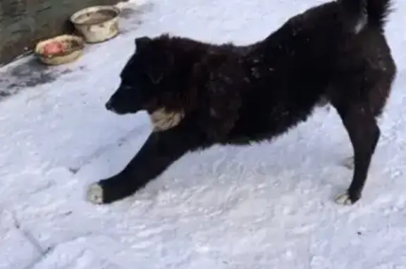 Пропала собака в Александровском парке, Киров