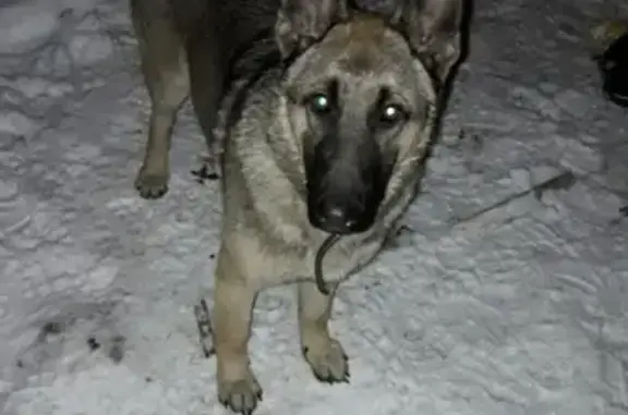 Пропал щенок ВЕО в Балашихе, Московская область