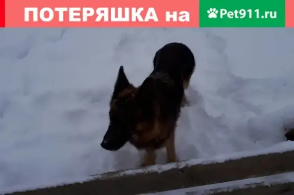 Собаки потеряшки, Скорякино, фото: Потеряшка овчарка в деревне Скорякино, Московская область