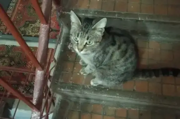 Найдена кошка на Бухарестской, ищет дом