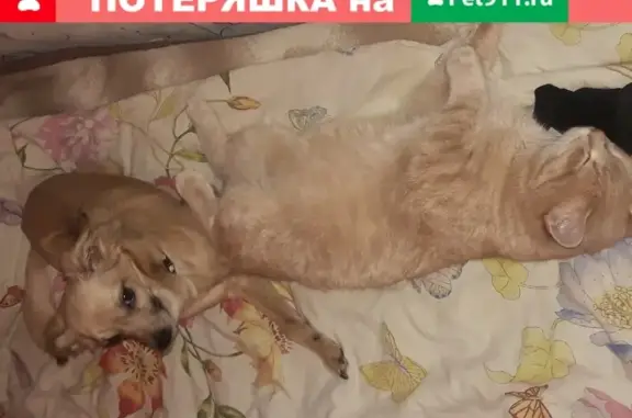 Пропала собака Никки на Пароходской, Уфа