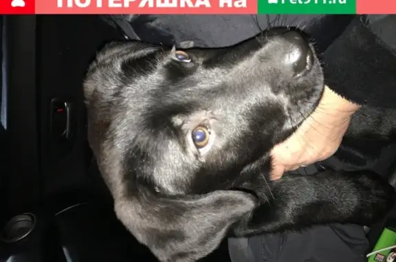Найден щенок в Салтыковке, ищем хозяина