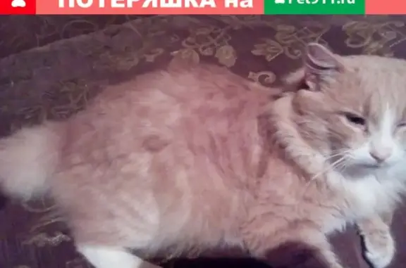 Пропал кот Федя с раной на ухе в Ипатово