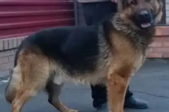 Пропала собака в Новочеркасске, помогите найти!