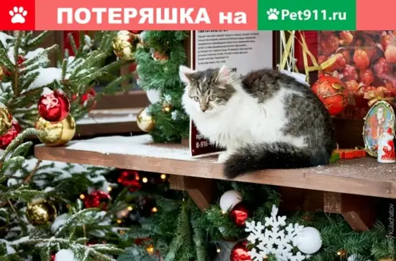 Найдена кошка на Манжосовской, Лазутинка