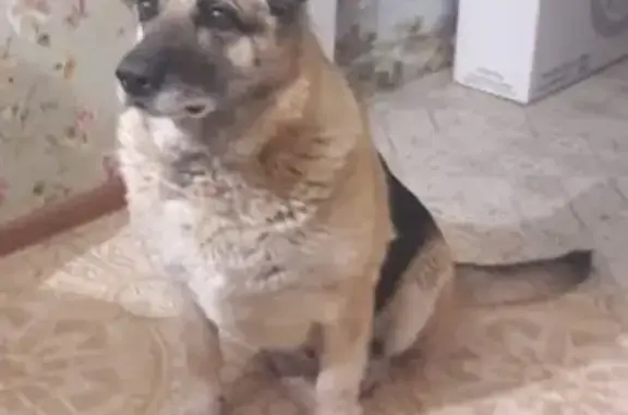 Собака найдена в Раменском, Московская область - чепрачный восточноевропейский овчарка.