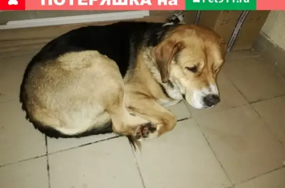 Собака Владимир найдена на Ставровской 1.