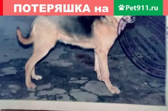 Пропала собака Зара в Колодливо, Костюковического района