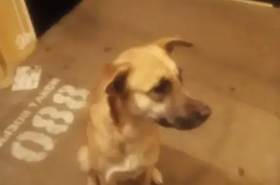 Пропала собака на фанере в Череповце
