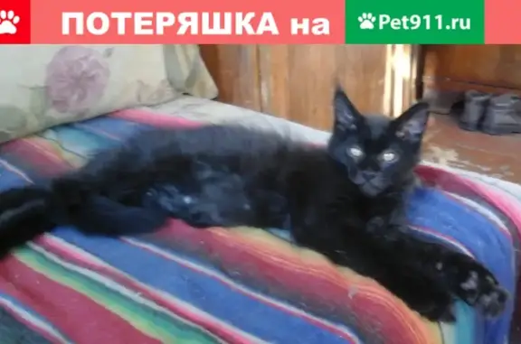 Пропал кот в Деденево, ул. Советская 52