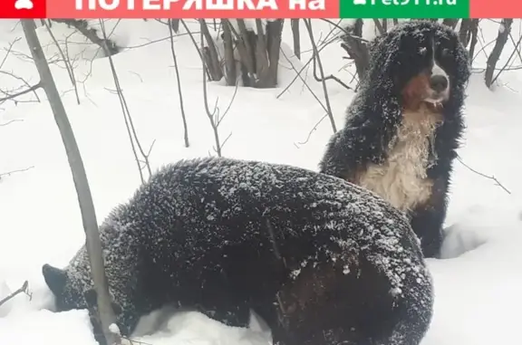 Найдена собака в Коммунарке-2, Москва