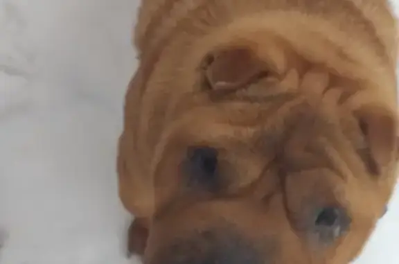 Найдена собака породы шарпей в Ростове-на-Дону на 40-летии Победы