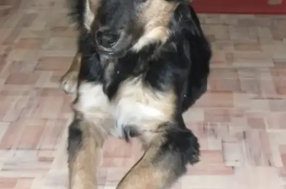 Найдена собака в Новосибирске