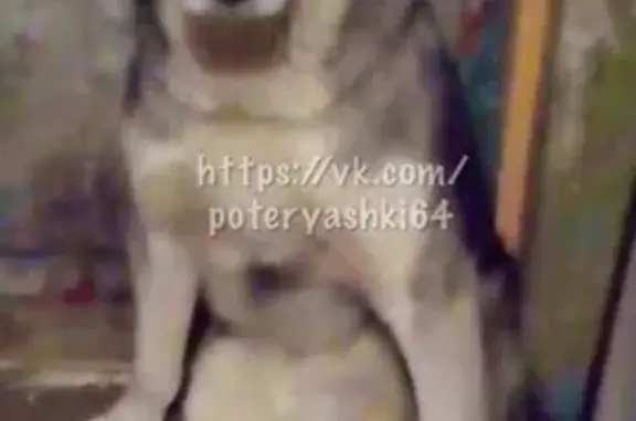 Пропала собака породы хаски в п. Дубки, Саратовская область
