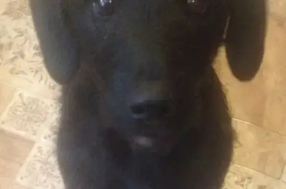 Найден щенок в Барышево без ошейника