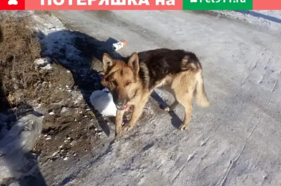Найдена собака в Забайкальском крае, Чита