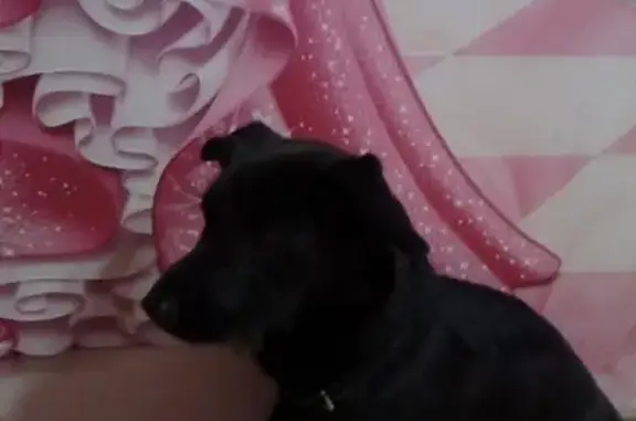 Найдена собака в Иглаково, Томск
