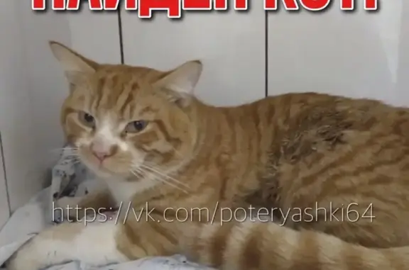 Найден кот с травмами в Солнечном-2, Саратов