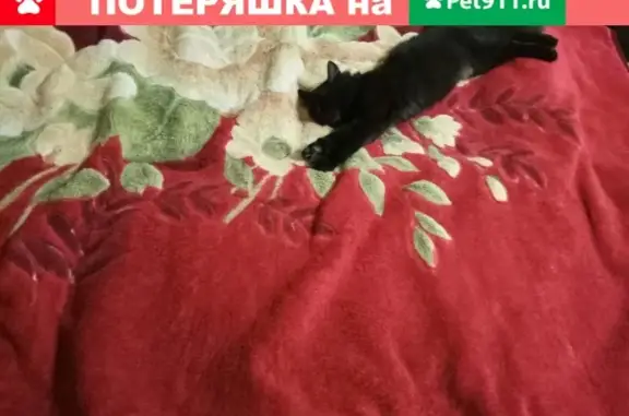 Кошки потеряшки, Смоленск, фото: Потеряшка кот в районе Шевченко, Смоленск