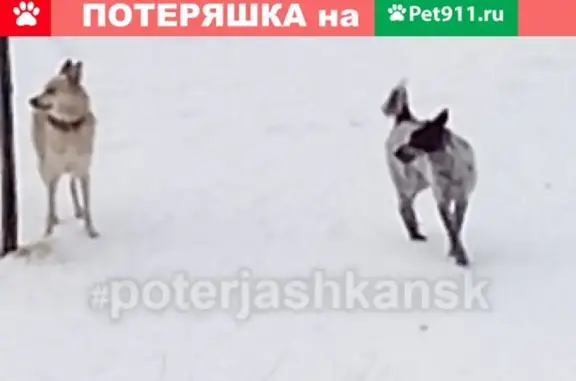 Найдена собака на улице Иванова