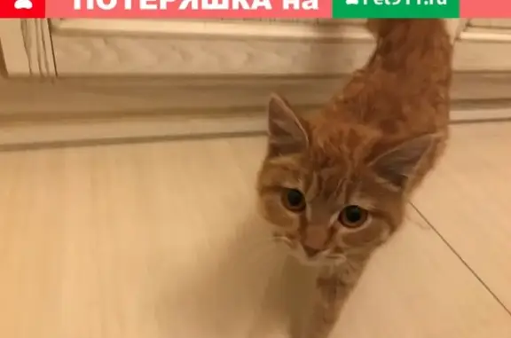 Найдена кошка на Ким Ю Чена, 34 в Хабаровске
