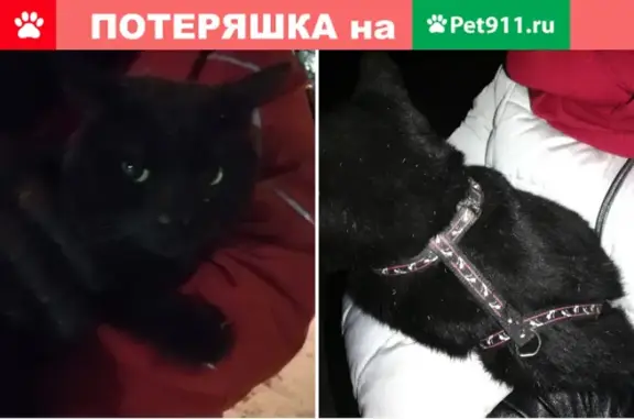 Найдена кошка, Ростов-на-Дону, фото: Найден чёрный кот с шлейкой в Ростове-на-Дону.