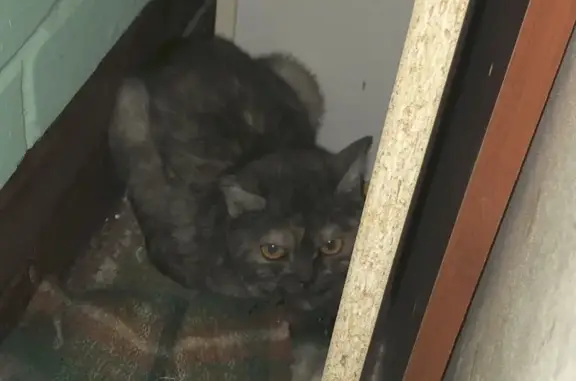 Найдена истощенная кошка на улице Бурцева 22, Кировский район, СПб