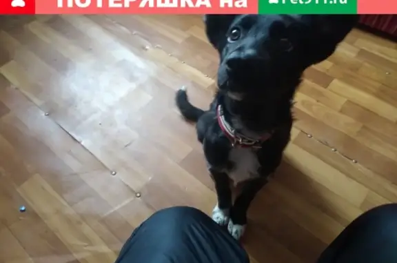 Найдена собака на ул. Инициативная, Кемерово
