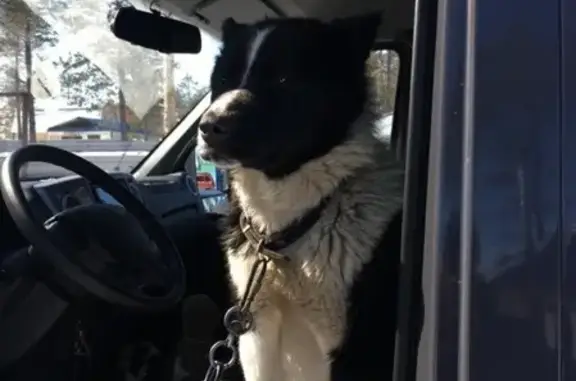 Пропала собака Буран в Муравленко, Ямало-Ненецкий АО