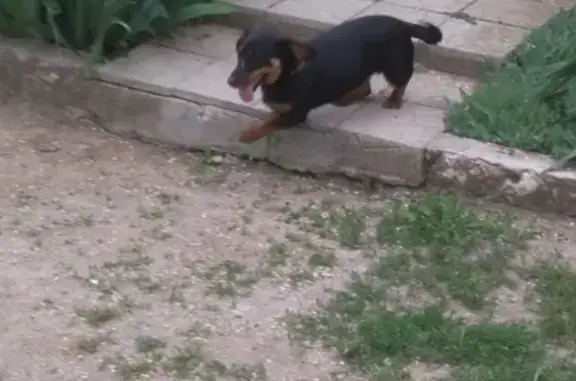 Собаки потеряшки, село Новосельское, фото: Потеряшка собака Дана в Новосельском на улице Степной