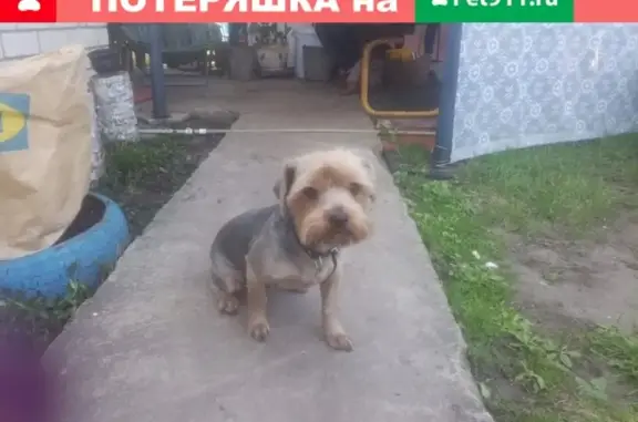 Пропал пёс Сэм в Шлюзовом районе на Гидротехнической (Жигулёвск)
