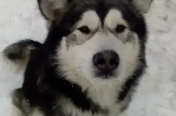 Найден пёс на стройке в Челябинске