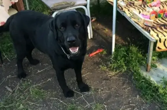 Пропала собака Гарден в г. горный, Красноярский край