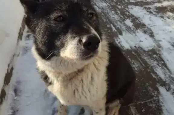 Найдена собака в Новокосино, ищут хозяев!