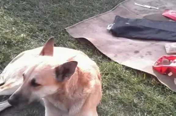 Найдена собака в Осиновке, возможно потеряшка