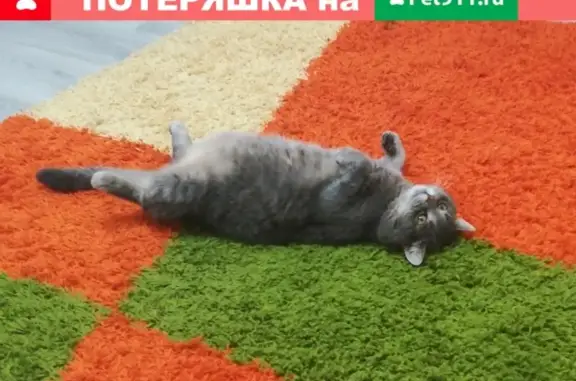 Кошки потеряшки, Поповка, фото: Потеряшка кот в д. Поповка, Кунгурский район, Пермский край.