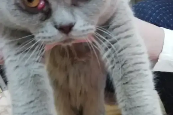 Найден британский кот с проблемой глаза в Канске
