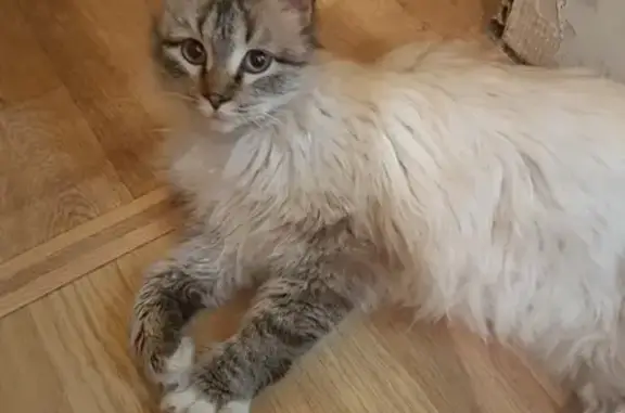 Найден домашний кот на ул. Патриотов
