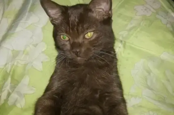 Кошки потеряшки, Мирный, фото: Потеряшка кот Саймон, Ленина 59, Мирный