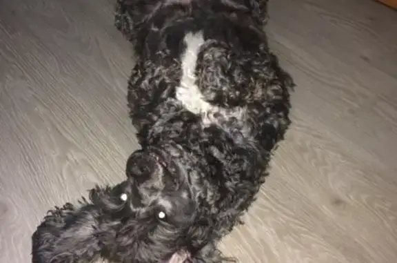 Собаки потеряшки, Ульяновск, фото: Потеряшка собака на ул. Юго-западная, откликается на Бетти, Ульяновск