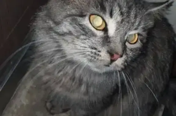 Найдена кошка на улице Гагарина 2д