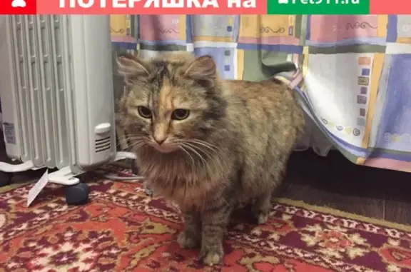 Найдена кошка в Сургуте на ул. Энгельса 18