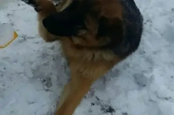 Собаки потеряшки, деревня Маланьинская, фото: Потеряшка собака в деревне Маланьинской, Московская обл.