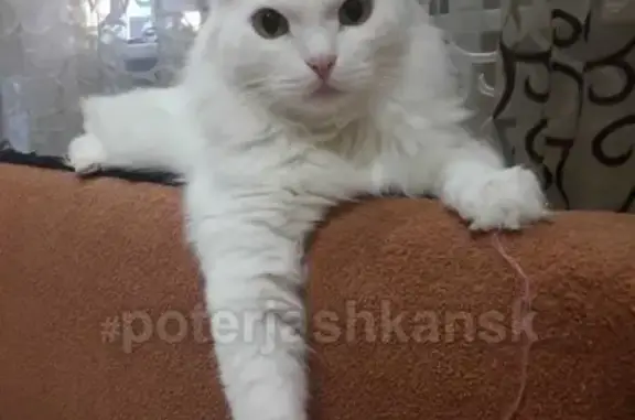 Кошки потеряшки, Новосибирск, фото: Потеряшка кот Фима на Чемской 16, Кировский район