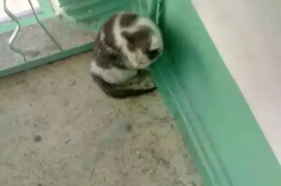 Пропала кошка в Чите, живет в подъезде
