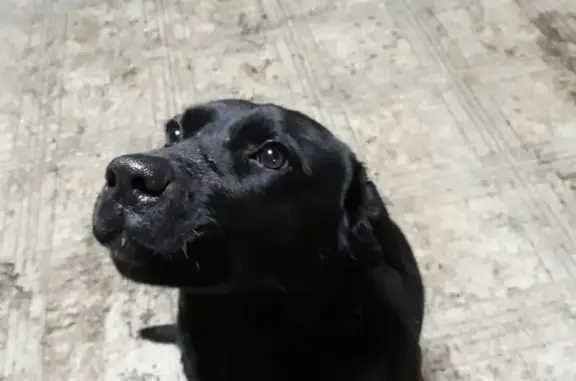Найдена собака возле магазина Рассвет на Заводской улице